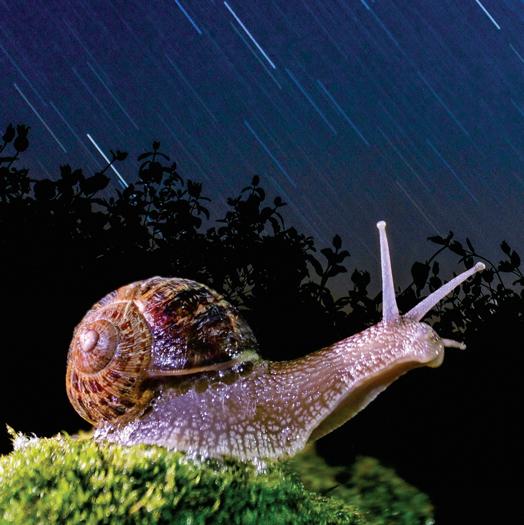 A snail with a starry sky behind it