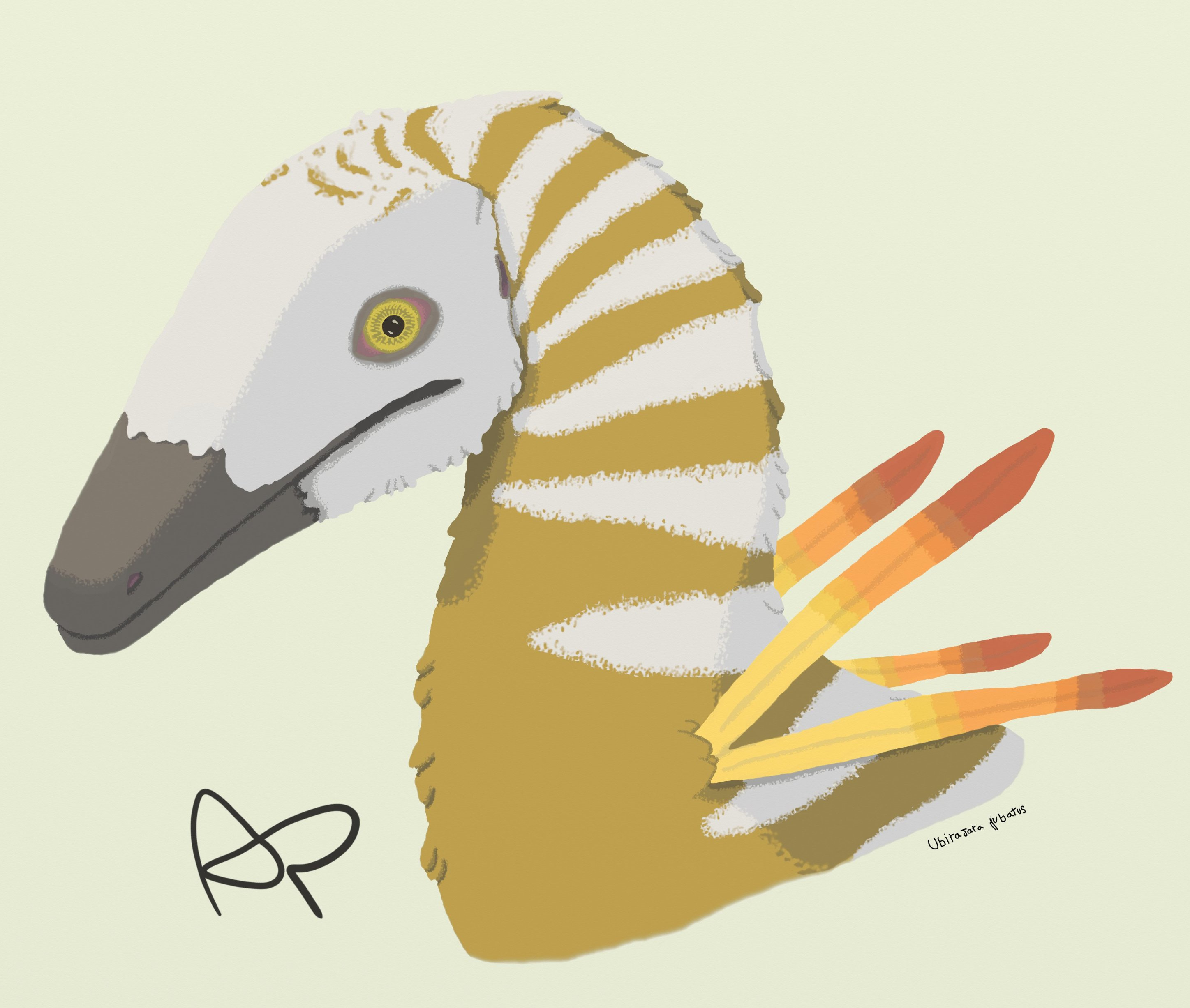 Drawing of the Ubirajara dinosaur